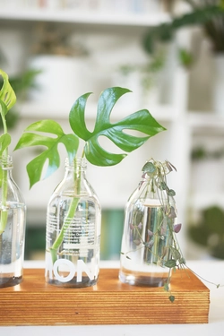 1 Mkono Wandbehang Glas Pflanzer Vermehrungsstation