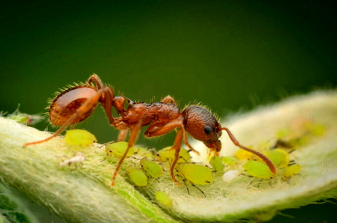 3 Möglichkeiten, Um Zu Verhindern, Dass Ihr Garten Von Ameisen Befallen Wird