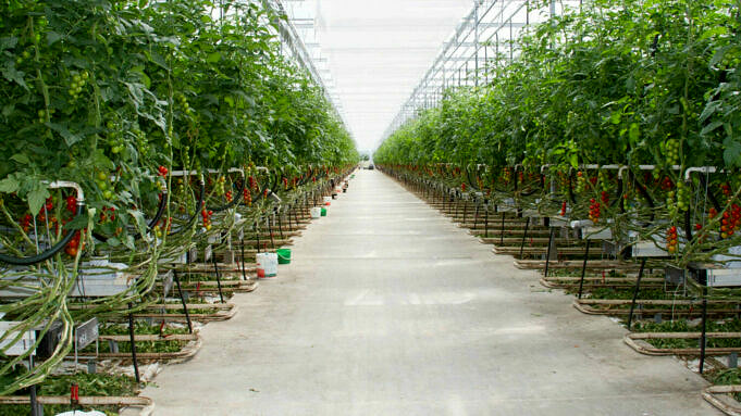 4 Unterschiede Zwischen Dem Anbau Von Tomaten In Einem Gewächshaus