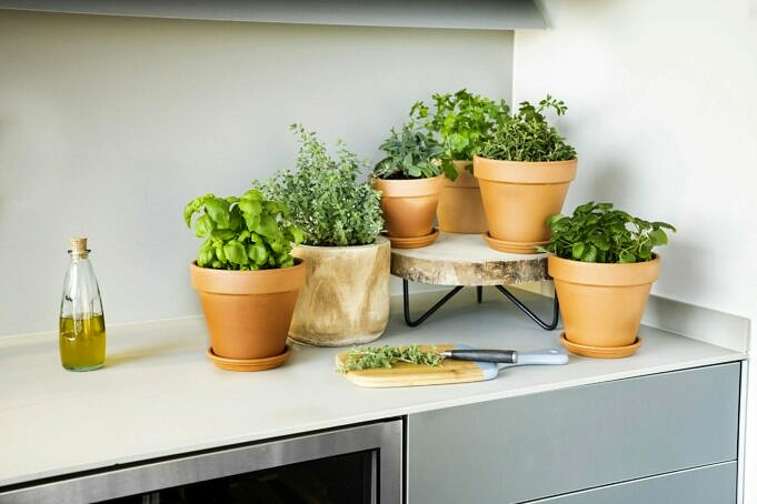 Aus Küchenabfällen Lassen Sich Kräuter Und Gemüse Anbauen