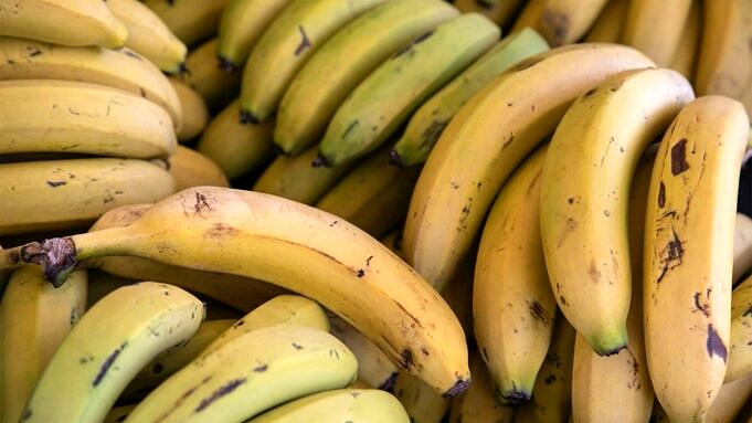 Bananen Anbauen - Wie Man Bananenpflanzen Anbaut Und Ihre Vorteile.