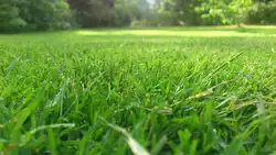 Beste Dünger für neues Gras amp Rasen Law