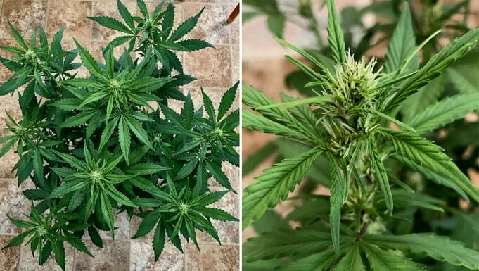 Die 6 Besten Böden Für Weed Geben Sie Ihren Cannabispflanzen, Was Sie Brauchen!