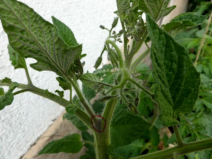 Gartentipps – Wann Man Tomatenpflanzen Entwurzeln Sollte