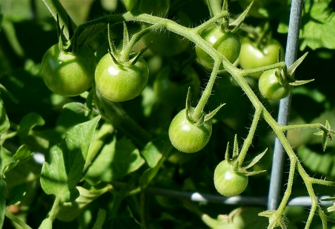 Gartentipps – Wann Tomaten Morgens Oder Abends Behandeln?