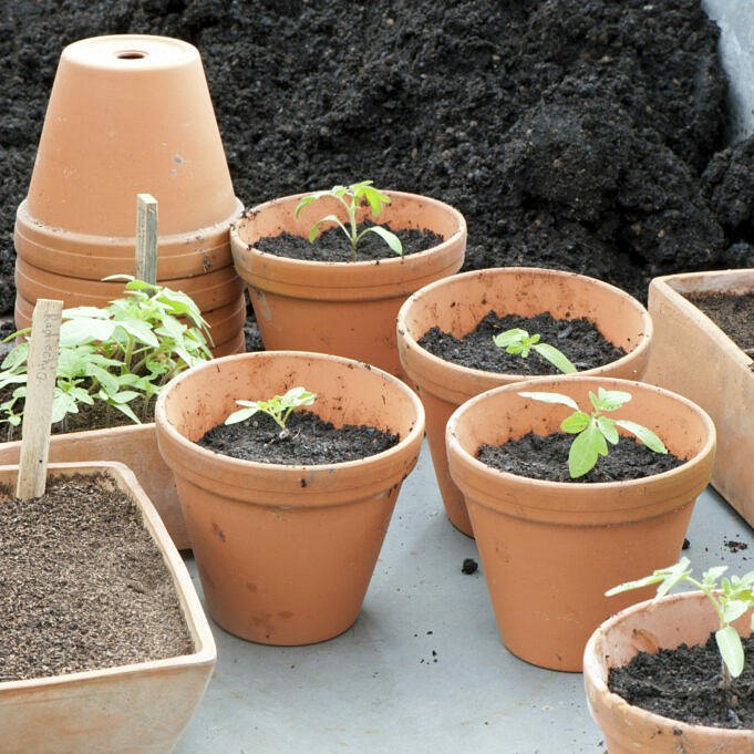 Gartentipps – Wie Man Junge Tomatenpflanzen Gießt