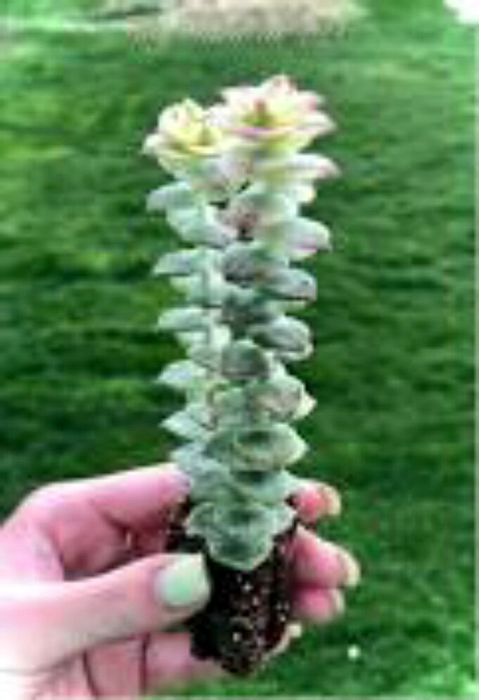 Knopfleiste Pflanzenpflege - Crassula Perforata Succulent