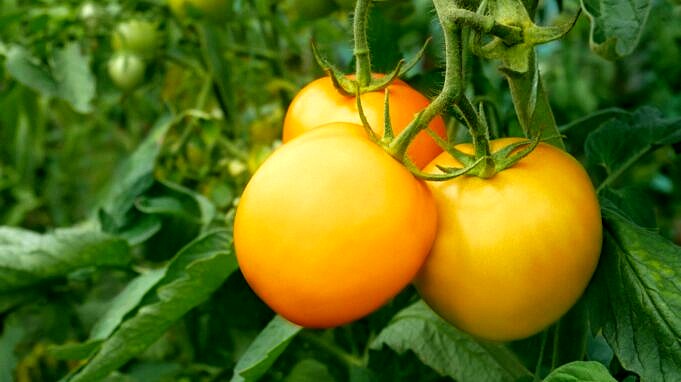 Schwarze Cul-Tomate Im Garten - Die 8 Quellen Und Die Lösung Für Jede!