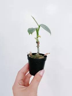 Silberschwert Philodendron