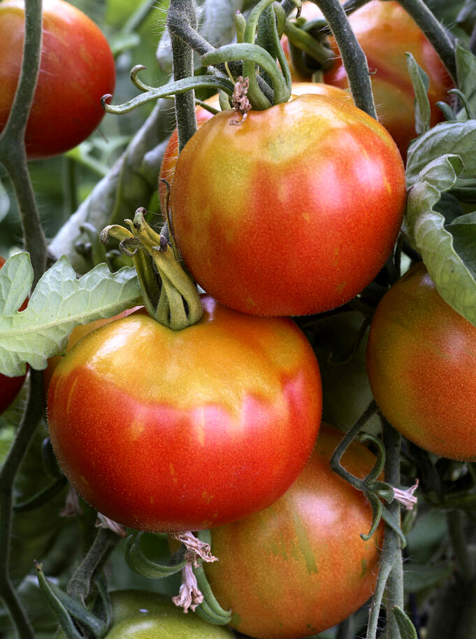 Was Frisst Meine Tomaten?