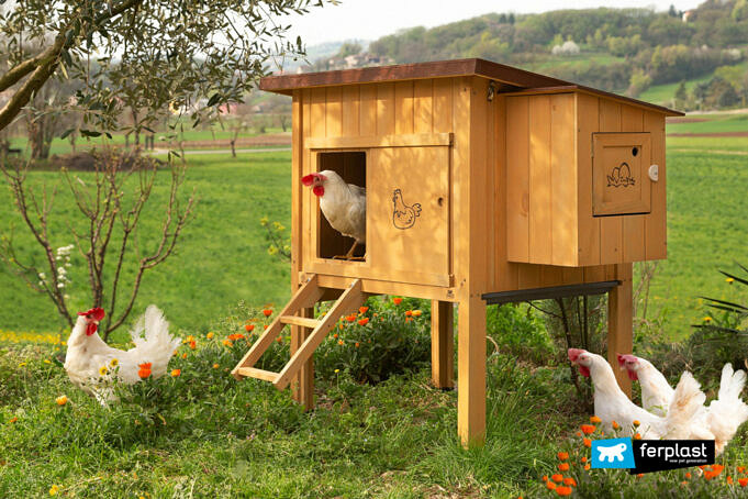 Was Füttert Man Die Hühner, Damit Sie Eier Legen? 4 Lösungen