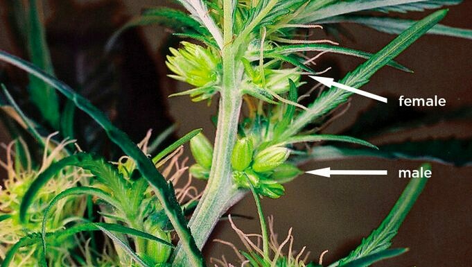 Wie Viel Weed Produziert Eine Pflanze?